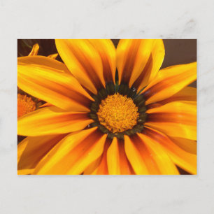 Cartão Postal Gazania amarelo bonito