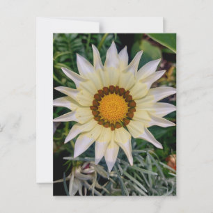 Cartão Postal Gazania Fllower Yellow White