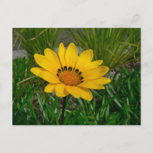 Cartão Postal Gazania Flower