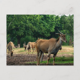 Cartão Postal Gazela