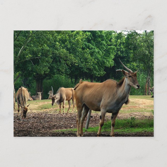 Cartão Postal Gazela (Frente)