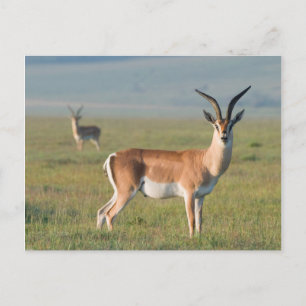 Cartão Postal Gazela de Grant, Cratera de Ngorongoro, Ngorongoro
