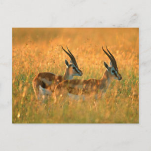 Cartão Postal Gazela de Thomson (Gazella Thomsonii) ao Amanhecer
