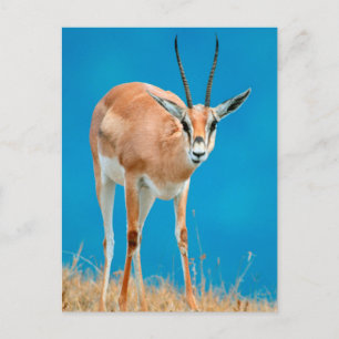 Cartão Postal Gazelle (Gazella Granti) Ewe Retrait