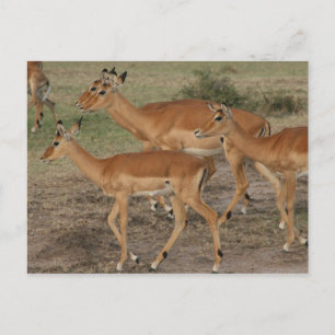 Cartão Postal gazelle mara