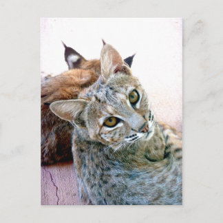 Cartão Postal Gazely Stare | Personalizável