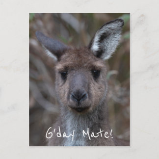 Cartão Postal G'Day Mate Kangaroo Austrália
