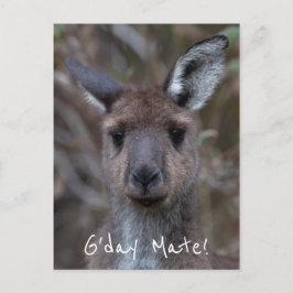 Cartão Postal G'Day Mate Kangaroo Austrália