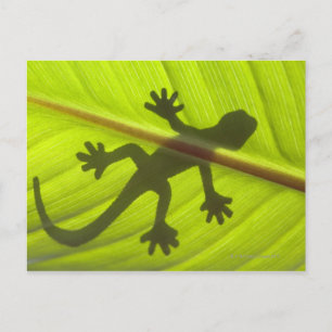 Cartão Postal Gecko