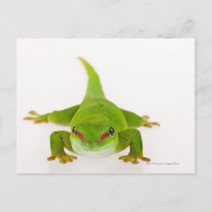 Cartão Postal Gecko do dia de Madagáscar (Phelsuma madagascarien