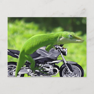 Cartão Postal Gecko Rider Verde Havaiano
