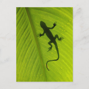 Cartão Postal Gecko Silhouette