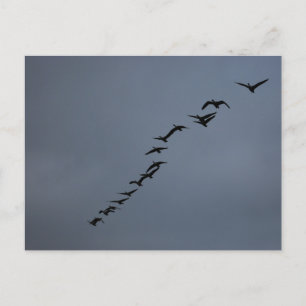 Cartão Postal Geese
