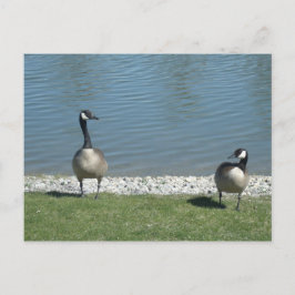 Cartão Postal Geese