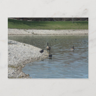 Cartão Postal Geese
