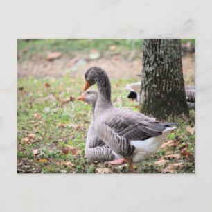 Cartão Postal Geese
