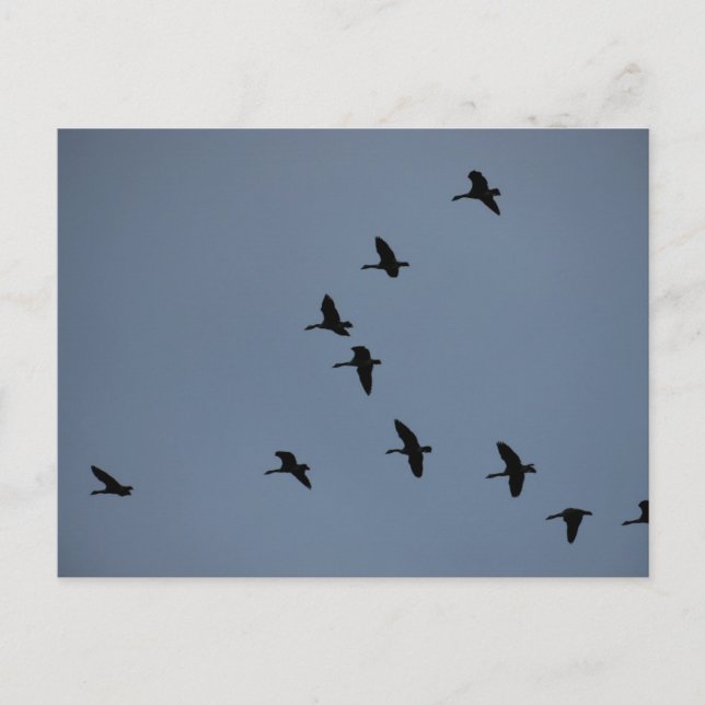 Cartão Postal Geese (Frente)