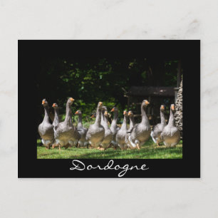 Cartão Postal Geese no cartão-postal preto Dordogne