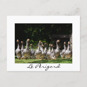 Cartão Postal Geese no Périgord — Cartão-postal branco