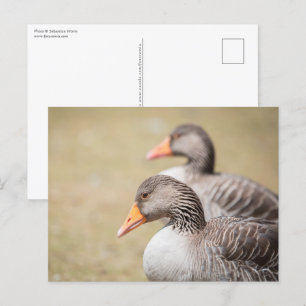 Cartão Postal Geese Wildlife Photo
