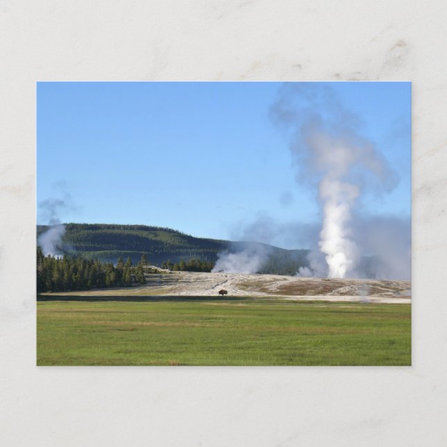Cartão Postal Géiser Deep Blue e Bisonte em Yellowstone (Frente)