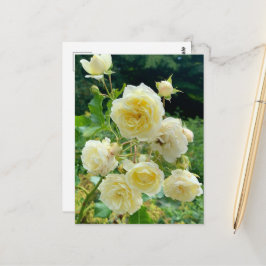 Cartão Postal Gelbe Rose Postkarte