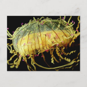 Cartão Postal Geleia Colorida de Chapéu de Flor (medusa)