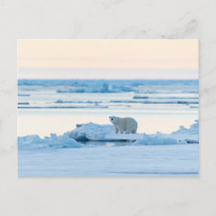 Cartão Postal Gelo e neve Polar Bear Iceberg Noruega