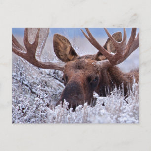 Cartão Postal Gelo & Neve Parque Nacional Grand Teton, Wyoming