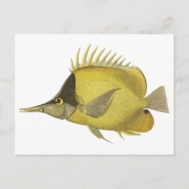 Cartão Postal Gelon Tropical Amarelo Longirostris, Peixes Vintag (Frente)