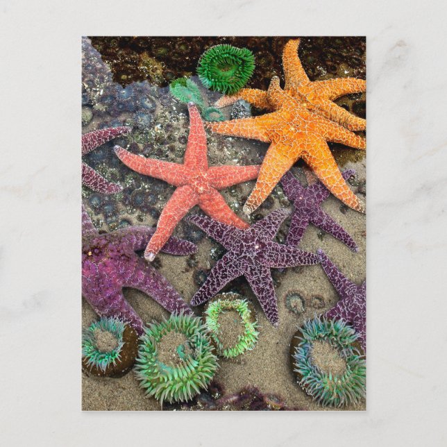 Cartão Postal Gemas do mar (Frente)