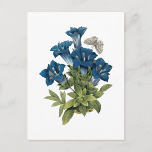 Cartão Postal genciana (Gentianae acaulis) por Redouté