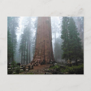 Cartão Postal General Sherman Tree, Sequoia, CA