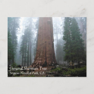 Cartão Postal General Sherman Tree, Sequoia, CA Cartão-postal