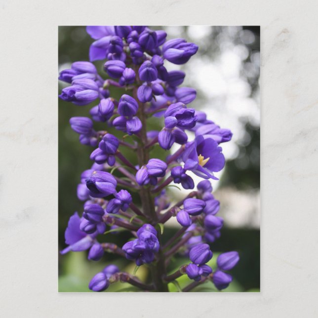 Cartão Postal gengibre azul (Frente)