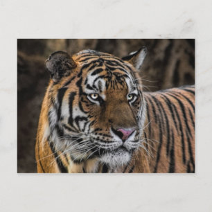Cartão Postal Gentil Tiger Sleek Wildcat Face