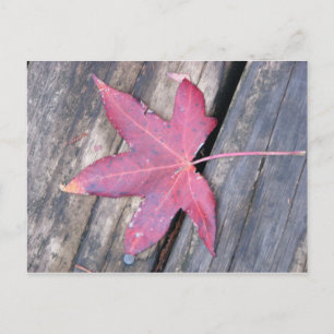 Cartão Postal gentilmente