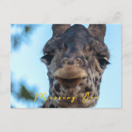 Cartão Postal Gentle Giraffe