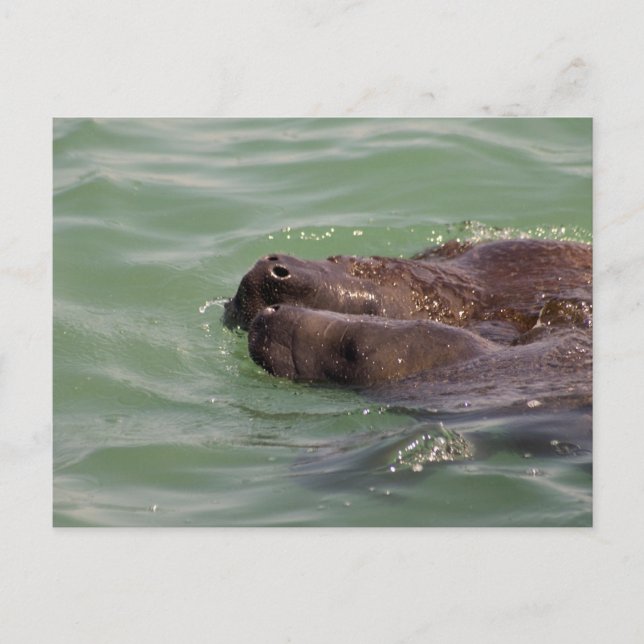 Cartão Postal Gentle Love (Frente)