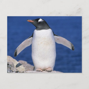 Cartão Postal Gentoo Penguin Pygoscelis papua) Porto