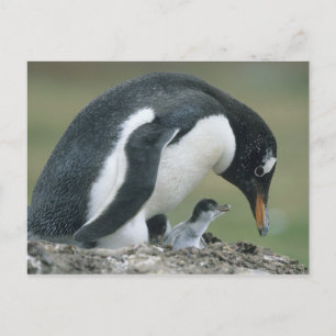 Cartão Postal Gentoo Penuin, (Pygoscelis papua), Falkland