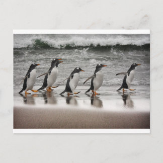 Cartão Postal Gentoos na praia