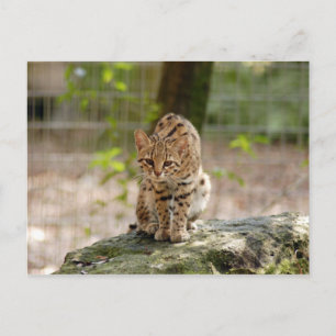 Cartão Postal geoffroy-cat-020