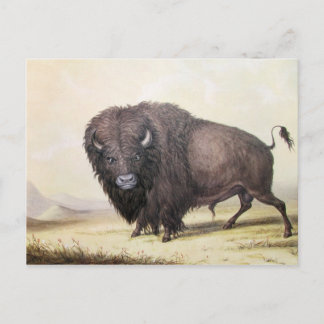 Cartão Postal George Catlin - Bull Buffalo