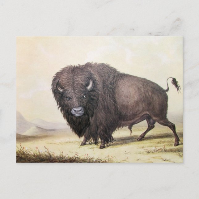 Cartão Postal George Catlin - Bull Buffalo (Frente)