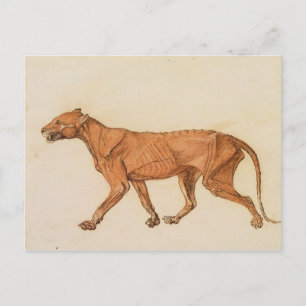 Cartão Postal George Stubbs Tigre, Vista Lateral, Remoção Da