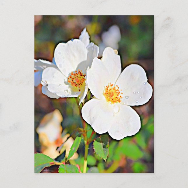 Cartão Postal Georgia Cherokee Rosa (Frente)