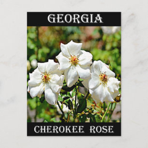 Cartão Postal Georgia Cherokee Rose 2