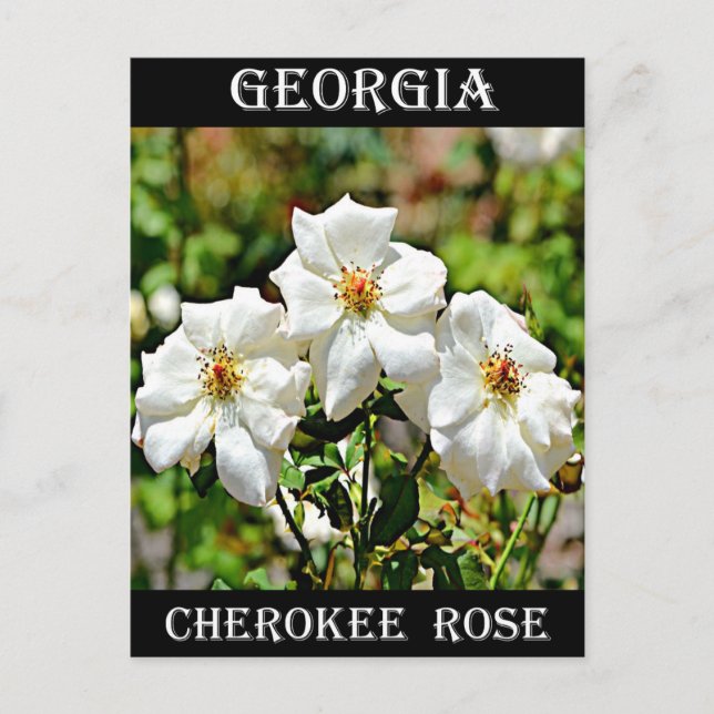 Cartão Postal Georgia Cherokee Rose 2 (Frente)