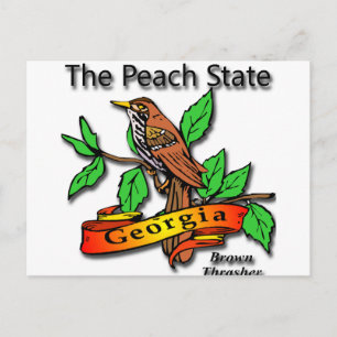 Cartão Postal Geórgia, Estado Pêssego, Brown Thrasher